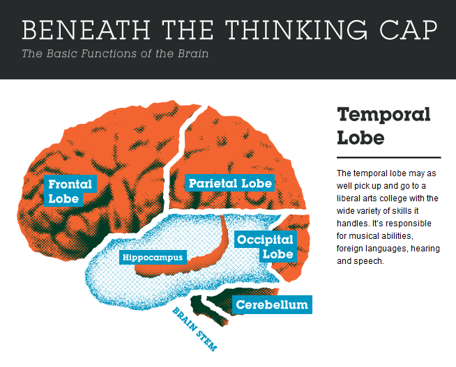 basic brain functions best infographics